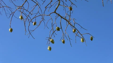 Ceiba tree fruit Stock Footage 278434407