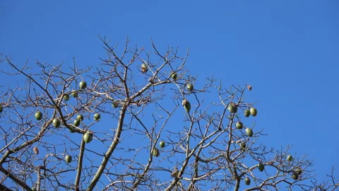 Ceiba tree fruit Stock Footage 284495154