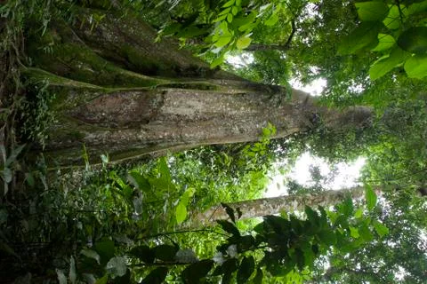 Ceiba Tree Stock Photos