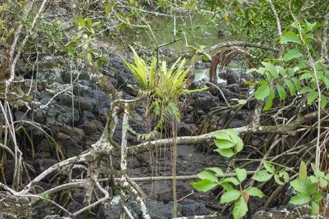 Ceiba tree Foto stock