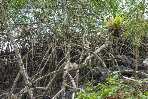 Ceiba tree Foto stock