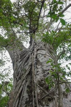Ceiba tree Stock Photos