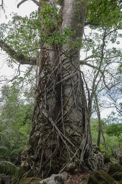 Ceiba tree Stock Photos