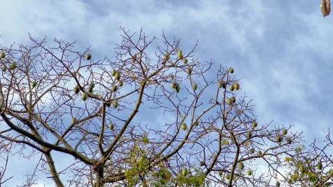 Ceiba trees in winter Stock Footage 280891038