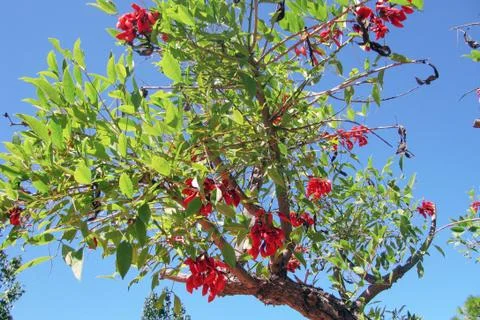 Ceibo Tree Stock Photos