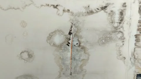 The ceiling of the house is growing black mold 스톡 동영상 301170235