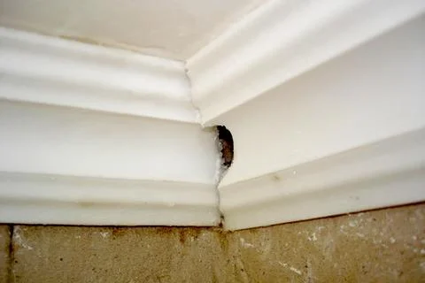 Ceiling Skirting Board Defect in Corner Reveals Poor Cutting and Shrinkage Stock Photos