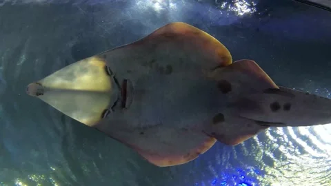 Ceiling Tank Stock Footage 162871769