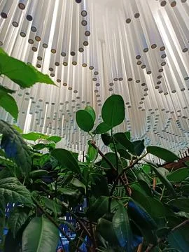 Ceiling view through the leaves of a large-leaved ficus Stock Photos