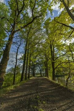 Cejkovicky pond with green leaf tree alley in south Bohemia in spring evening Stock Photos