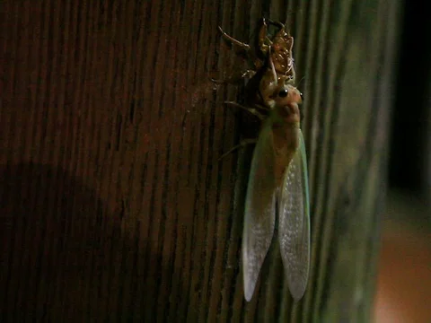 Cekada emerging Stock Footage 73570441