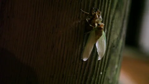 Cekida wings opening 動画素材 73574381