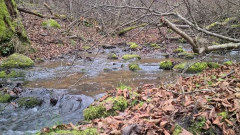 Čekonė river in a forest Stock Footage 165364612