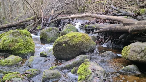 Čekonė river in a forest Stock Footage 165364624