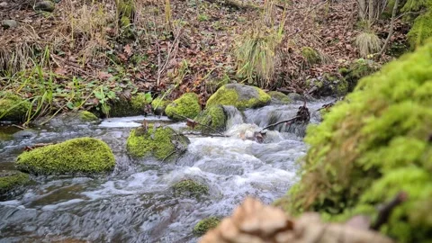 Čekonė river in a forest Stock Footage 165364656