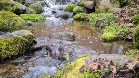 Čekonė river in a forest Stock Footage 165364706