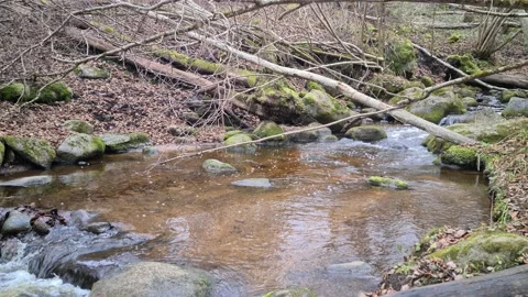 Čekonė river in a forest Stock Footage 165364761