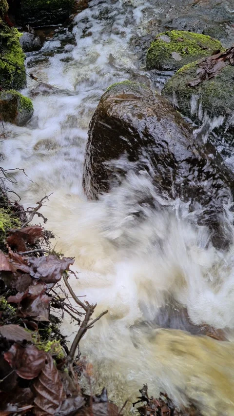 Čekonė river in a forest Stock Footage 165364826