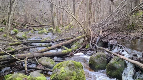 Čekonė river in a forest Stock Footage 165364857