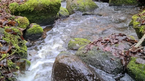 Čekonė river in a forest Stock Footage 165364860