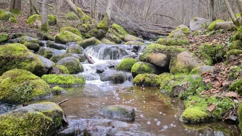 Čekonė river in a forest Stock Footage 165364876