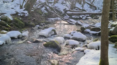 Čekonė river in a forest Stock Footage 169347700