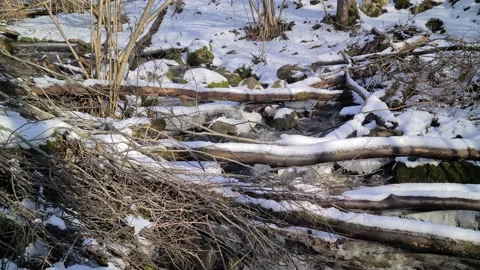 Čekonė river in a forest Stock Footage 169347703