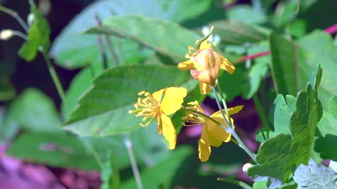 Celandine flowers Stock Footage 313820552