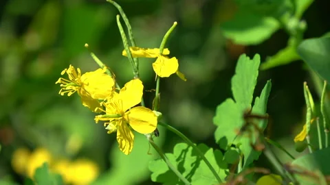 Celandine flowers Stock Footage 313821388