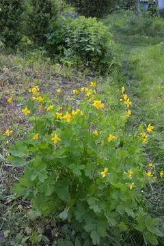 The celandine grows in the spring Stock Photos