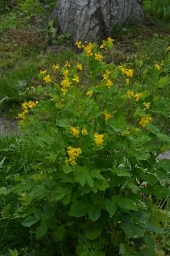 The celandine grows in the spring Stock Photos