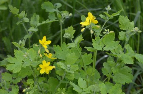 The celandine grows in the spring Stock Photos