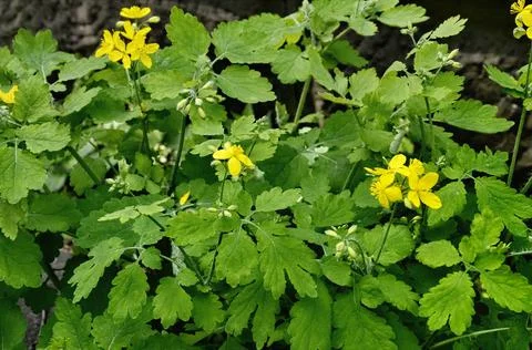 The celandine grows in the spring Stock Photos