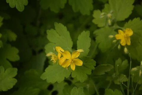 The celandine grows in the spring Stock Photos