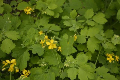 The celandine grows in the spring Stock Photos