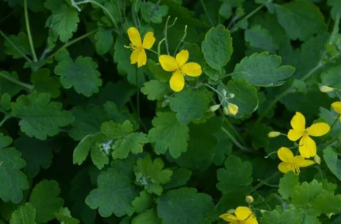 The celandine grows in the spring Stock Photos