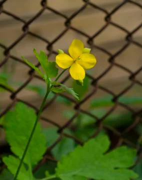 Celandine Stock Photos