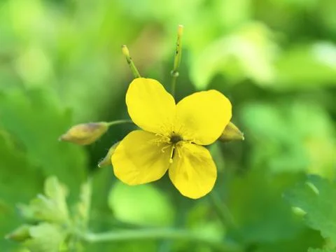 Celandine Stock Photos