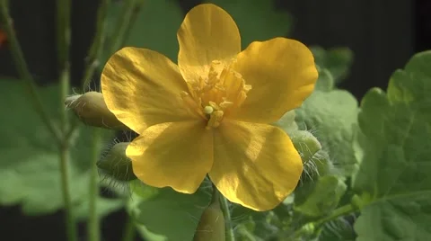 Celandine in spring in the garden. Stock Footage 5297628