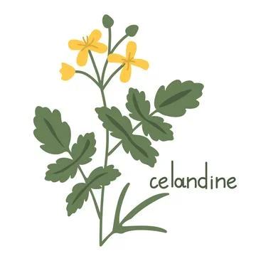 Celandine vector illustration Stock Illustration