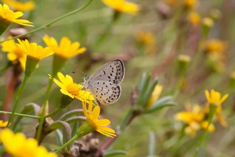 Celastrina argiolus Stock Photos