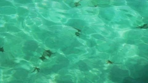 Celear sea and seastar Vidéo 11430699