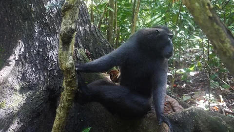 Celebes crested macaque Vidéo 122776589
