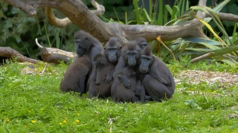 Celebes Crested Macaque monkey leaving huddle of Macaques with young Stock Footage 114970909