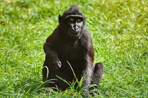 Celebes Crested Macaque Stock Photos