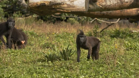 Celebes crested Macaque walking through grass Stock Footage 162582161
