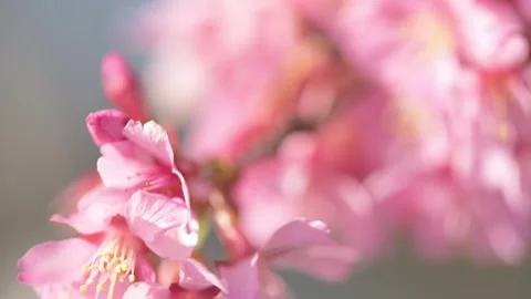 Celebrate the arrival of spring with our captivating video series. Stock Footage 267081092
