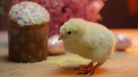 Celebrate the charming and festive Easter cake with adorable chick, bringing joy Stock Footage 306489948