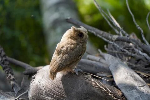 Celepuk or Javan Scops Owl (Otus angelinae) during the day perched on a pli.. Stock Photos