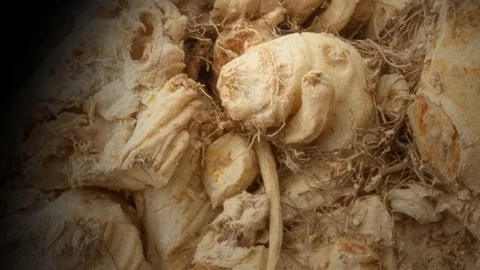 Celeriac close up in the dark - black background Stock Footage 79829639